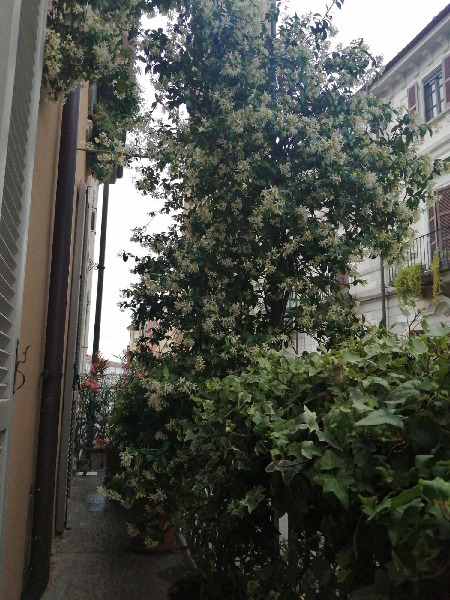 Le Melusine Apartment Vercelli Bagian luar foto